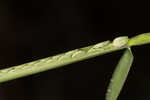 Mudbank crowngrass